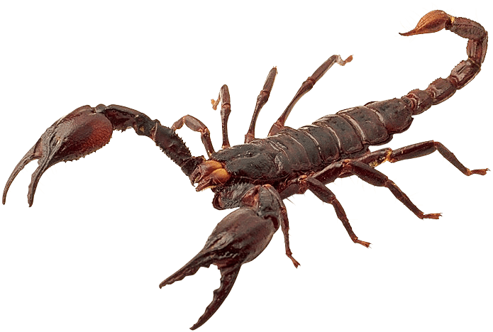 scorpion_PNG12126